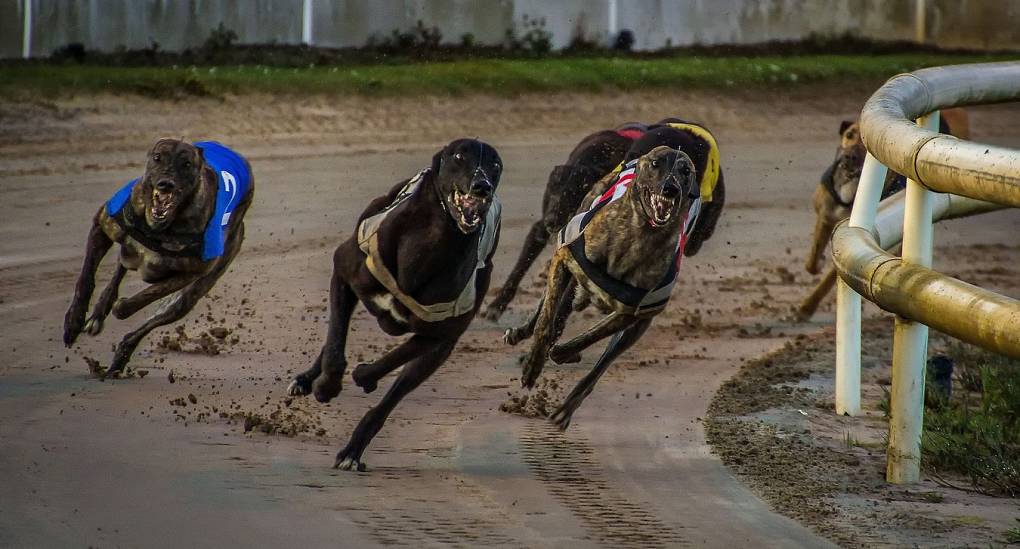 Greyhounds racing around the corner