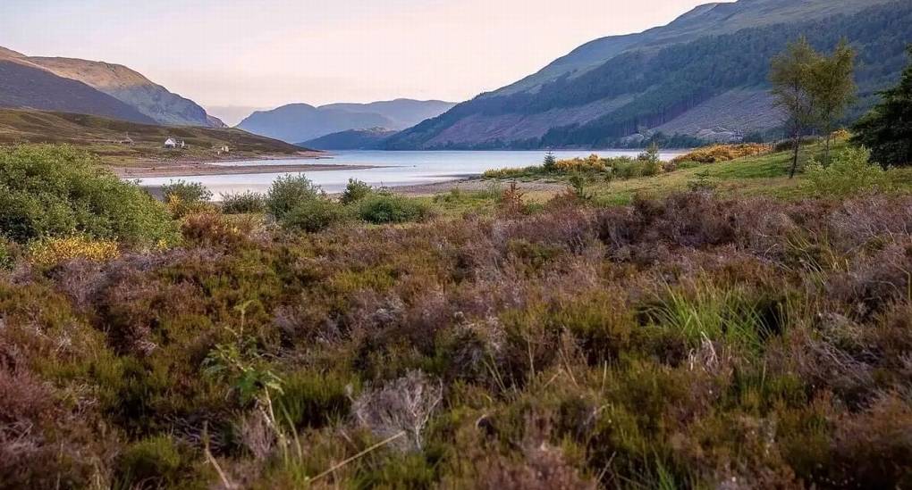 Panoramic views of the Scottish Highlands from Highland House: Classic heathland featuring gorse, thistle, and loch waters in the Cairngorms.