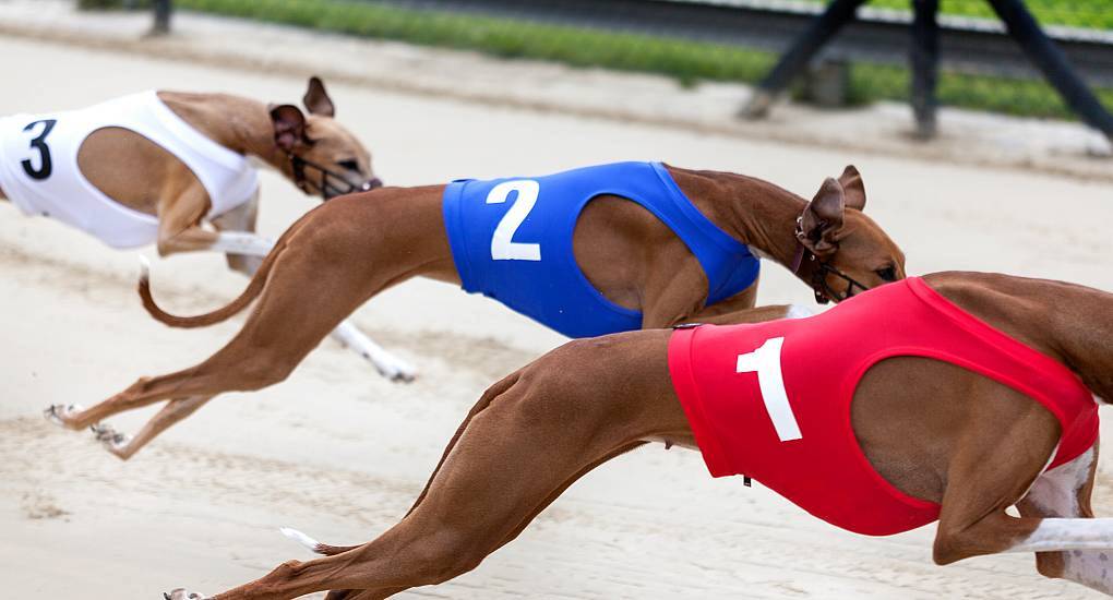 Greyhound racing is popular with stag weekends