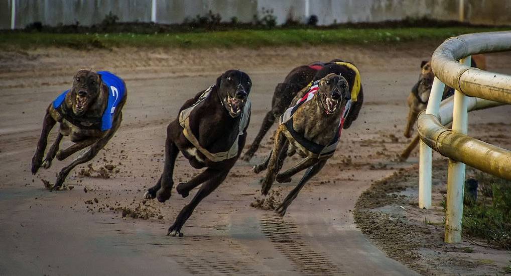 Greyhound racing is popular with stag dos in Oxford