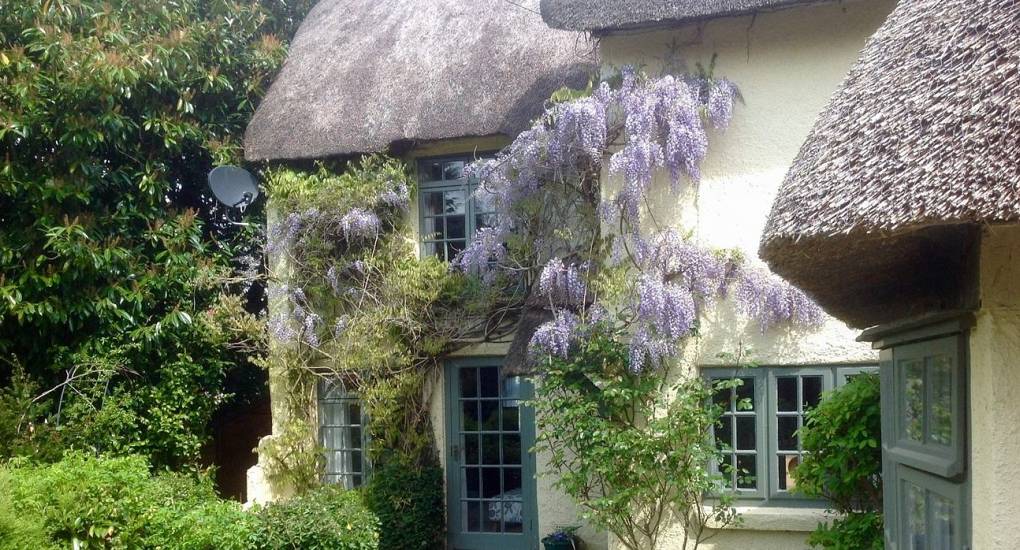 The large Wisteria plant at the Secret Gardens New Forest Hen do accommodation