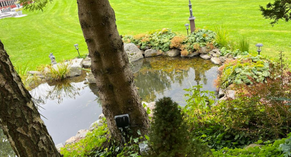 View of the pond with mown grass