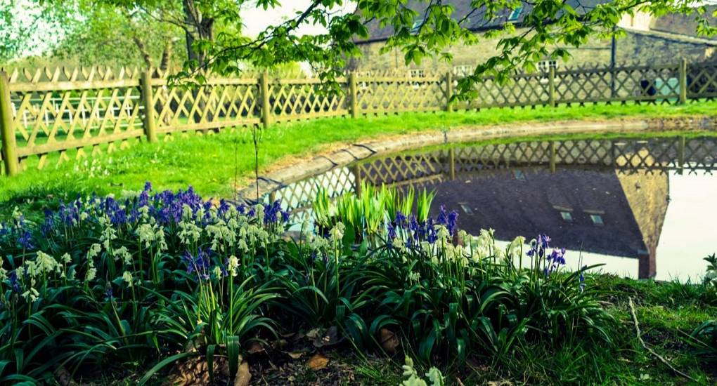 The pond on the grounds with purple flowers around it